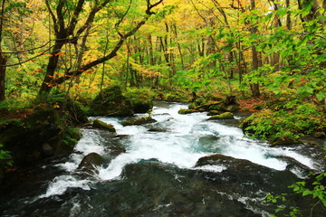 秋の奥入瀬渓流　