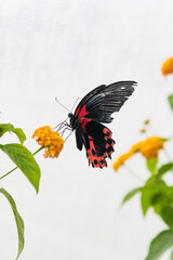 butterfly on a flower