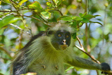 An endangered Zanzibar red colobus monkey (Piliocolobus kirkii), sitting on a tree at Jozani forest, Zanzibar