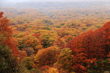 日本の秋　十和田湖の紅葉　御鼻部山からの風景