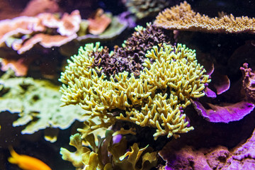 Colorful coral reef with tropical fishes