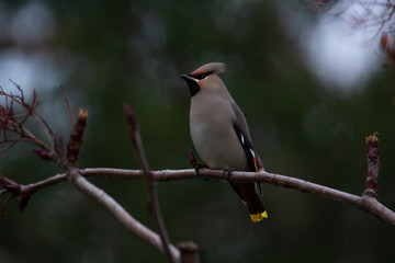 Bohemian waxwing sitting on a branch in Stockholm, Sweden, after migrating south for the winter.