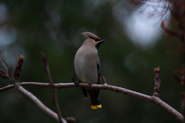 Bohemian waxwing sitting on a branch and looking to the side in Stockholm, Sweden, after migrating south for the winter.