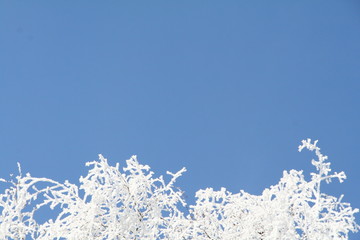 Äste im Winter am Baum mit Eis, Himmel blau
