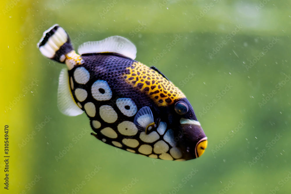 Wall mural clown triggerfish in aquarium, blurred background