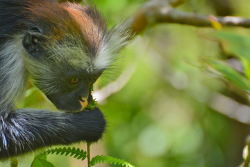 An endangered Zanzibar red colobus monkey (Piliocolobus kirkii), sitting on a tree at Jozani forest, Zanzibar
