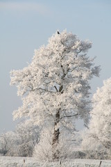 Baum im Winter mit Eis auf &Auml;sten, Vogel