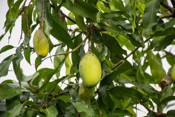 mango fruit on a mango tree