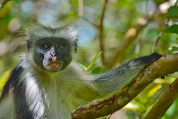 An endangered Zanzibar red colobus monkey (Piliocolobus kirkii), sitting on a tree at Jozani forest, Zanzibar
