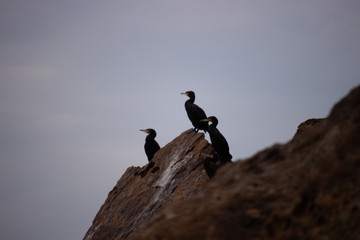 Coastal shags
