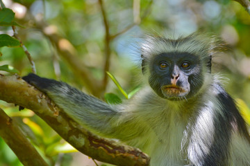 An endangered Zanzibar red colobus monkey (Piliocolobus kirkii), sitting on a tree at Jozani forest, Zanzibar