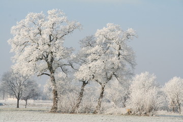 Bäume im Winter mit Eis auf Ästen, Himmel blau