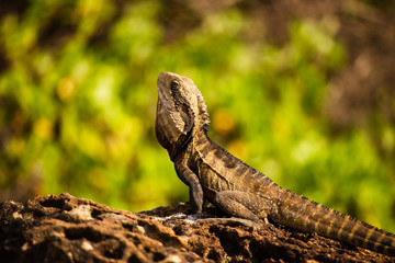 Water dragon