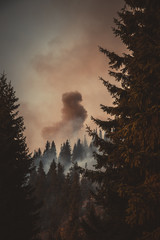 Forest fire