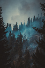 Forest fire