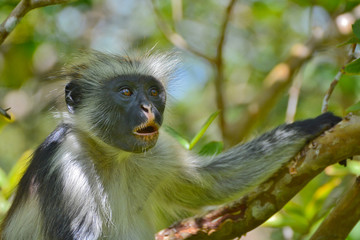An endangered Zanzibar red colobus monkey (Piliocolobus kirkii), sitting on a tree at Jozani forest, Zanzibar