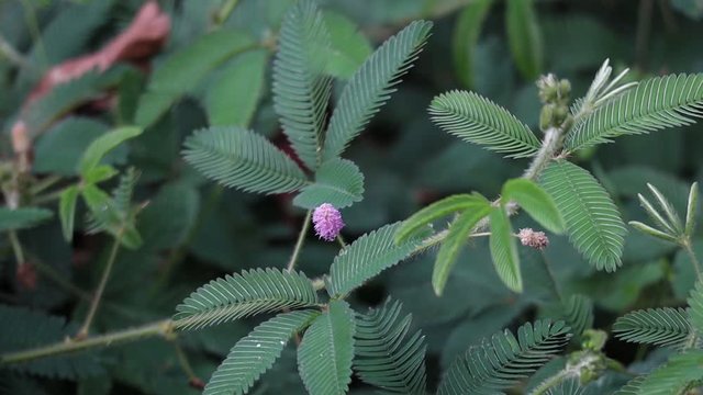 Mimos flower alos called the sensitive plant