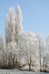 Bäume im Winter mit Eis auf Ästen, Himmel blau