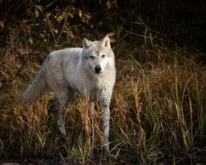 Wolf reflection at the pond Triple D