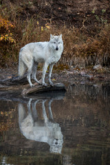 Wolf reflection at the pond Triple D