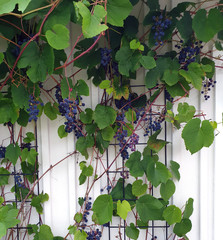Grapes cultured in Scandinavia by a wall in the garden. Growth zone 4 at this place in Sweden.