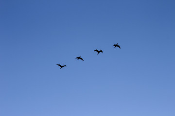 geese in flight