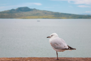 Walk along the beach and watch the gull colony
