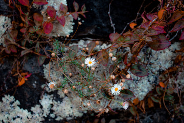 Small flowers on a moss background