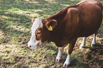 A well-groomed bull grazes in a meadow