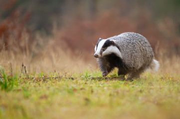 European badger walking on green grass. Meles meles