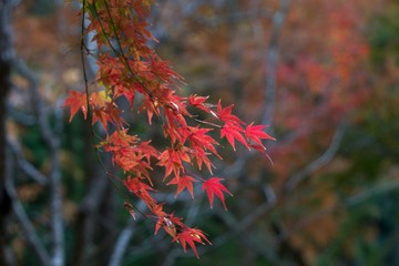 Autumn color