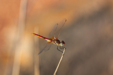 Close-up of a red dragonfly, whose scientific name is Sympetrum striolatum.