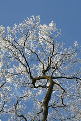 Baum im Winter mit Eis auf Ästen, Himmel blau