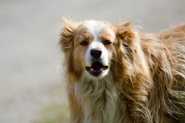 Obraz premium Stray dog abandoned on streets 