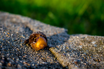 Acorn