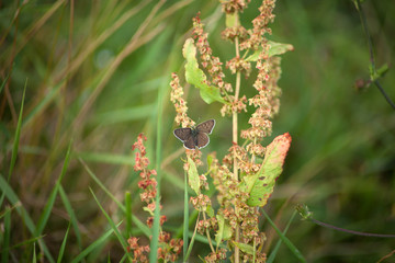 Brauner Feuerfalter Schmetterling - Lycaena tityrus Schwefelvögelchen