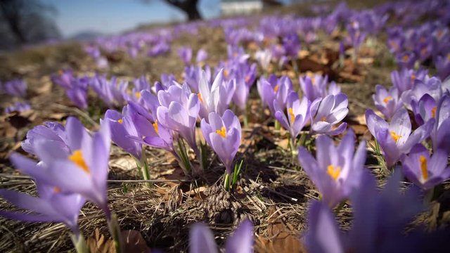 purple corcon on the meadow in spring
