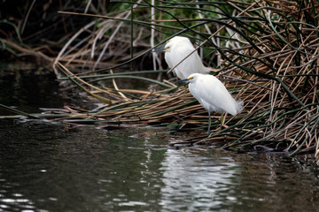 Snowy White Egrets all perched along same shoreline of lagoon in a row in identical stance.