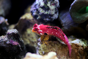 Male ruby red dragonet fish - Synchiropus sycorax