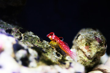 Female ruby red dragonet fish - Synchiropus sycorax