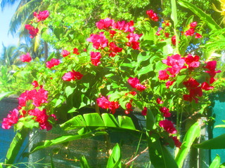 Des fleurs de bougainvillers violet