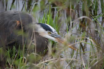 Blue Heron Hiding in Grass