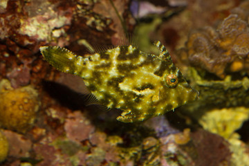 Obraz na płótnie Canvas Bristle-tail filefish (Acreichthys tomentosus).