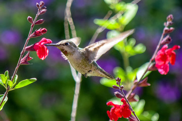 Hummingbird Feeding from Flower, Close-Up