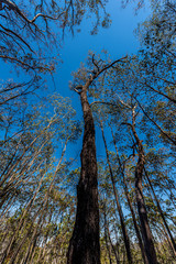 tree and blue sky