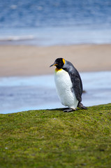 King Penguin South America Falkland Islands
