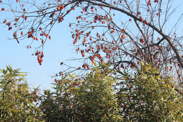 겨울감나무 와 대나무