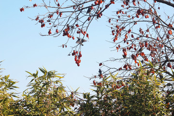 겨울감나무 와 대나무