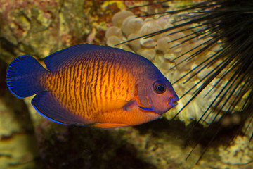 The twospined angelfish, dusky angelfish, or coral beauty (Centropyge bispinosa).