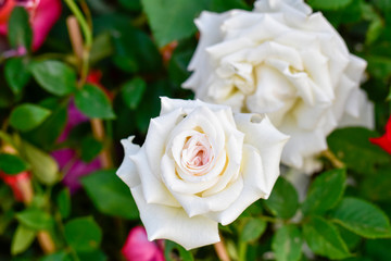 close up white rose flower